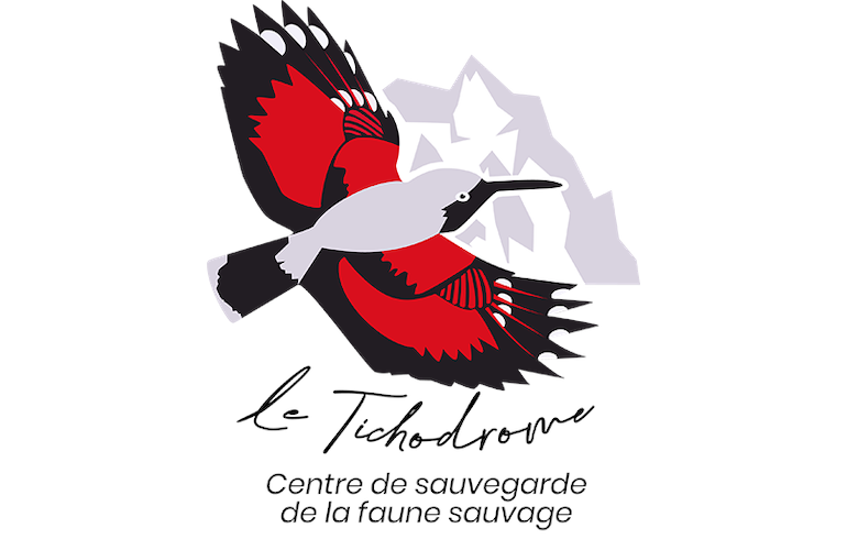 Tichodrome